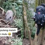 Langsung Kocar-kacir Panjat Pohon VIRAL Video Pendaki Bertemu Babi Hutan di Gunung Cikuray